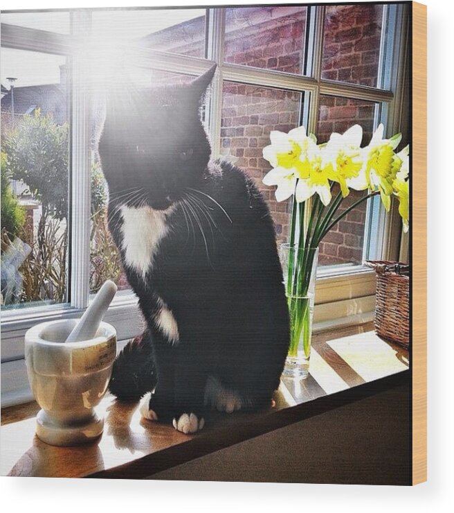 Spring Wood Print featuring the photograph Jerrycat And The Sunny Day #jerry by Mark Thornton