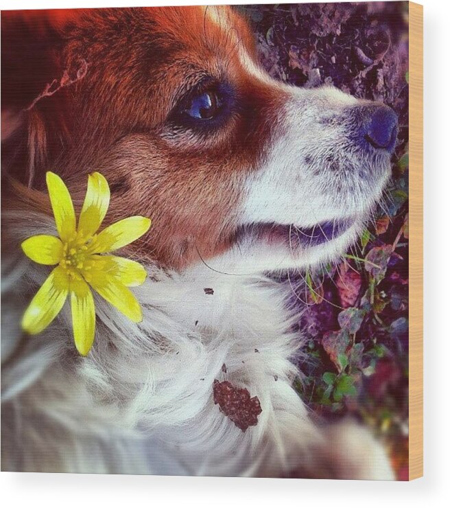 Petstagram Wood Print featuring the photograph Kiki And The Spring! by Emanuela Carratoni