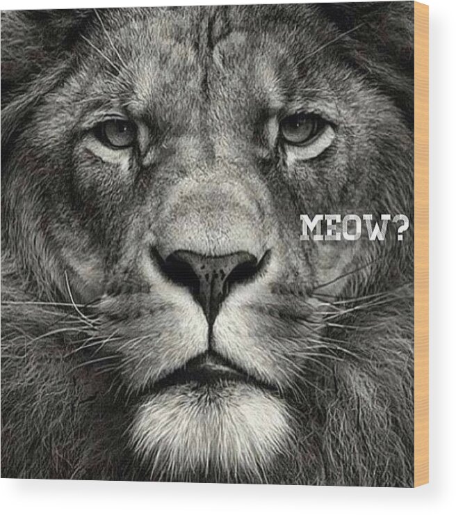 King Of The Jungle Leo Lion Badass Wood Print By Aaron Talavera
