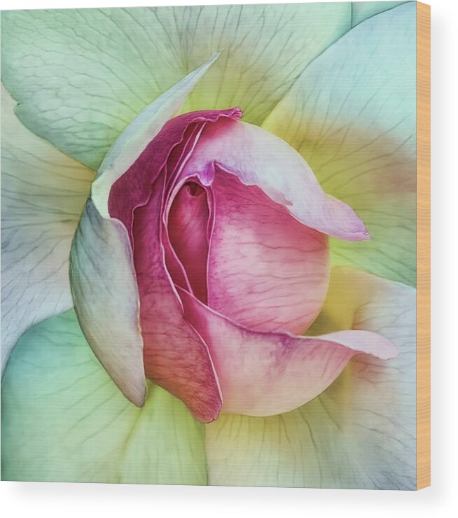 Flower Wood Print featuring the photograph La Vie En Rose by Piet Flour
