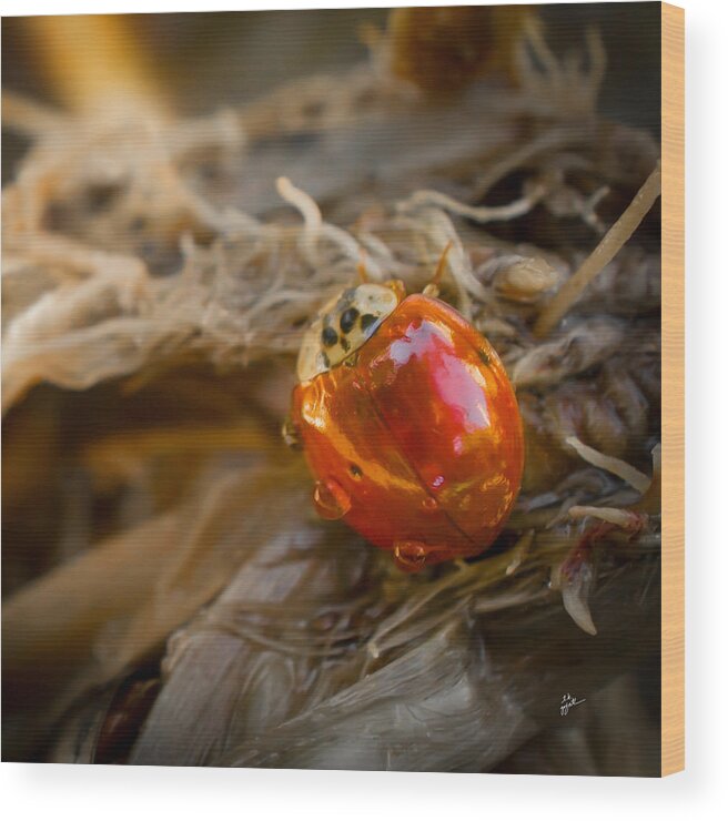 Ladybug Wood Print featuring the photograph Lady of Leisure Squared by TK Goforth