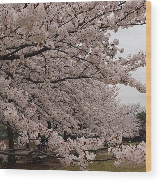Japan Wood Print featuring the photograph #landscape#japan#cherryblossom by Tokyo Sanpopo