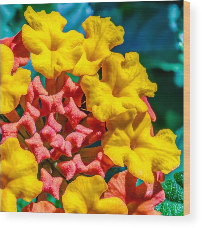 Flower Wood Print featuring the photograph Lantana camara by Traveler's Pics