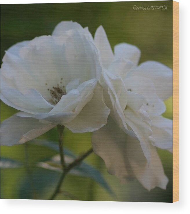 Flowers Wood Print featuring the photograph Lean On Me White Roses in Anna's Gardens by Anna Porter