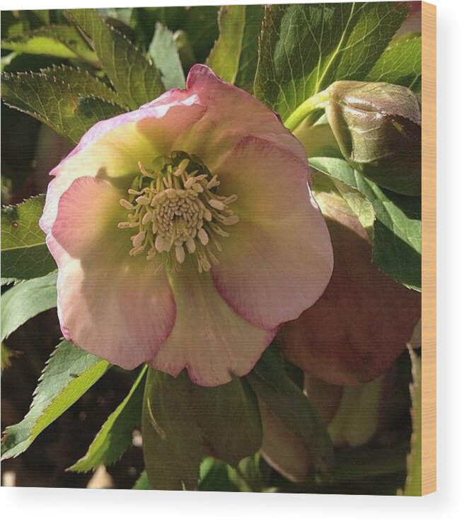 Beautiful Wood Print featuring the photograph #lentenrose #helebore #spring #flower by Teresa Mucha
