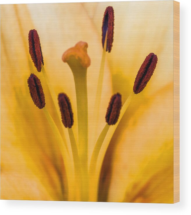 Lily Wood Print featuring the photograph Life Goes On by Cathy Kovarik