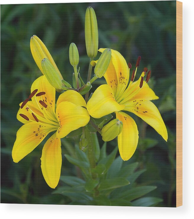 Lily Wood Print featuring the photograph Lillies in Yellow Close-up by Leda Robertson