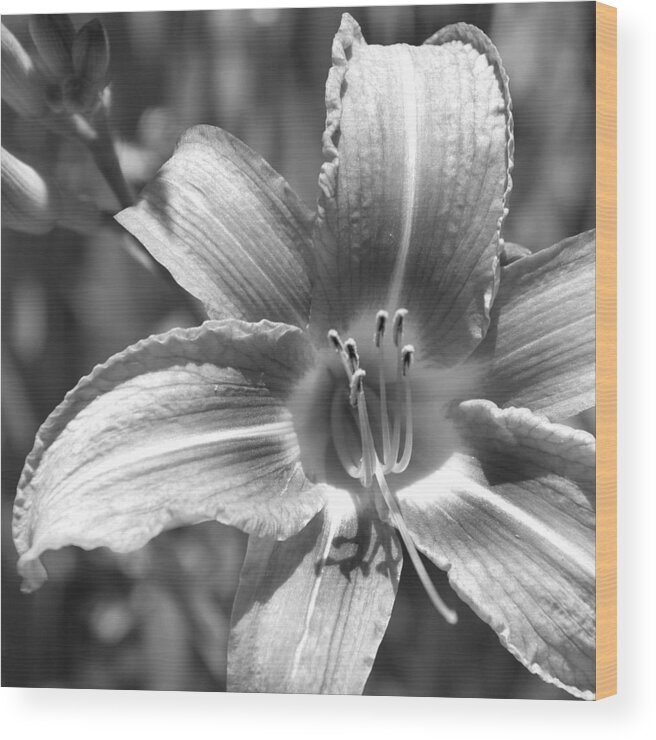 Lily Wood Print featuring the photograph Lily by Charles Harden