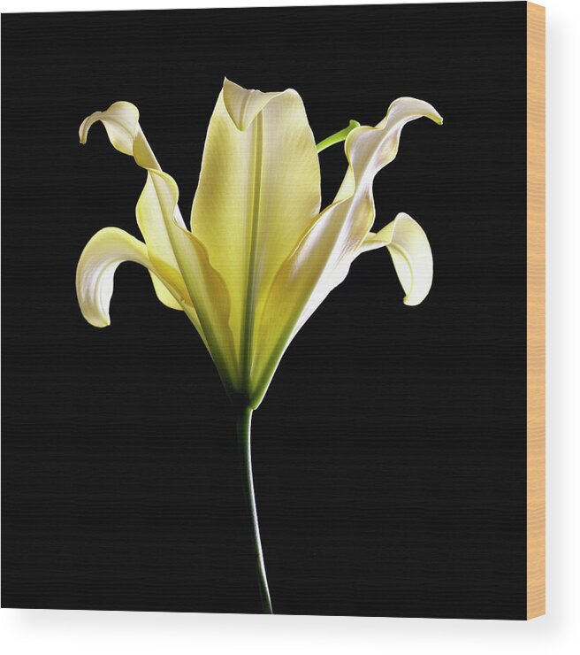 Lily Wood Print featuring the photograph Lily (lilium Sp.) by Kate Jacobs/science Photo Library