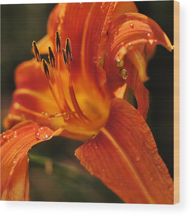 Tiger Lily Wood Print featuring the photograph Lily by Paul Noble