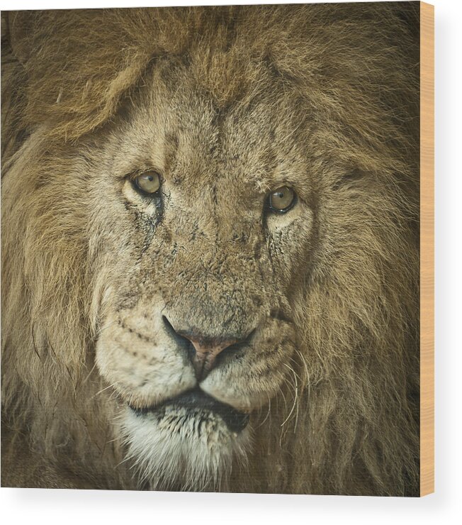 Whipsnade Wood Print featuring the photograph Lion King by Chris Boulton