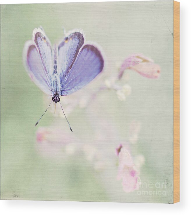 Butterfly Wood Print featuring the photograph Little Blue by Pam Holdsworth