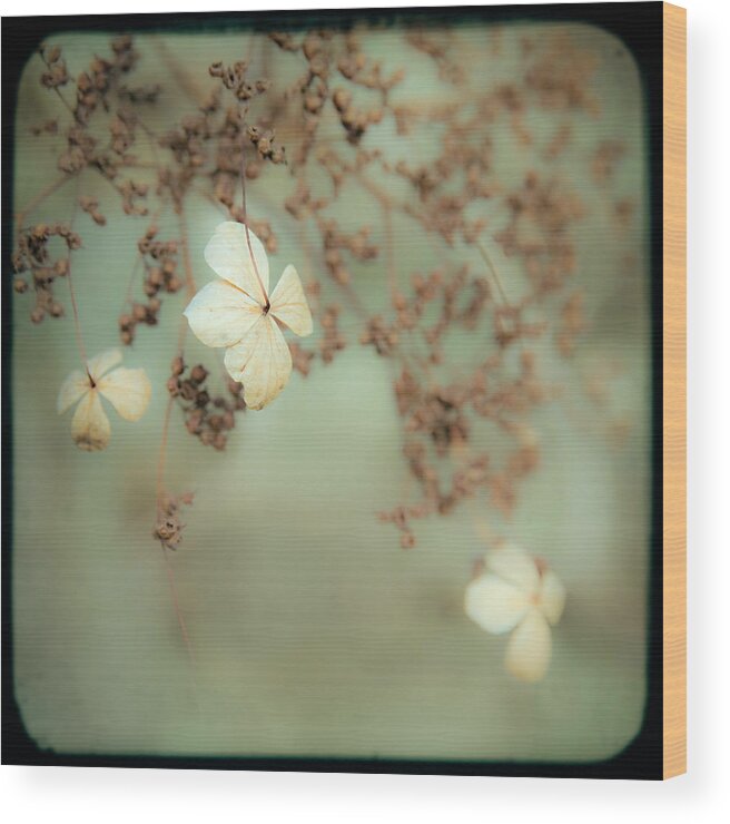 Gary Heller Wood Print featuring the photograph Little White flowers - Floral - The little things in Life by Gary Heller