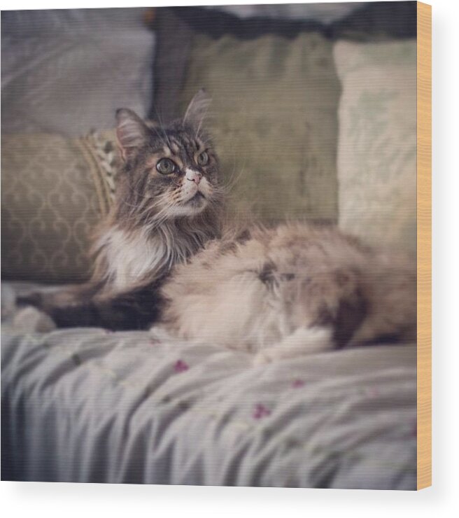 Mainecoon Wood Print featuring the photograph Livin' Large by Hermes Fine Art