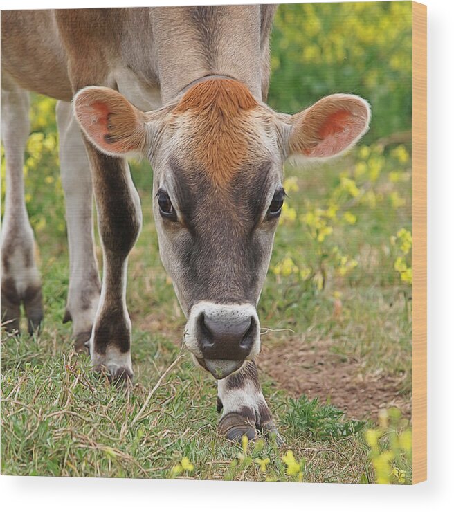 Jersey Cow Wood Print featuring the photograph Look Into My Eyes - Jersey Cow - Square by Gill Billington
