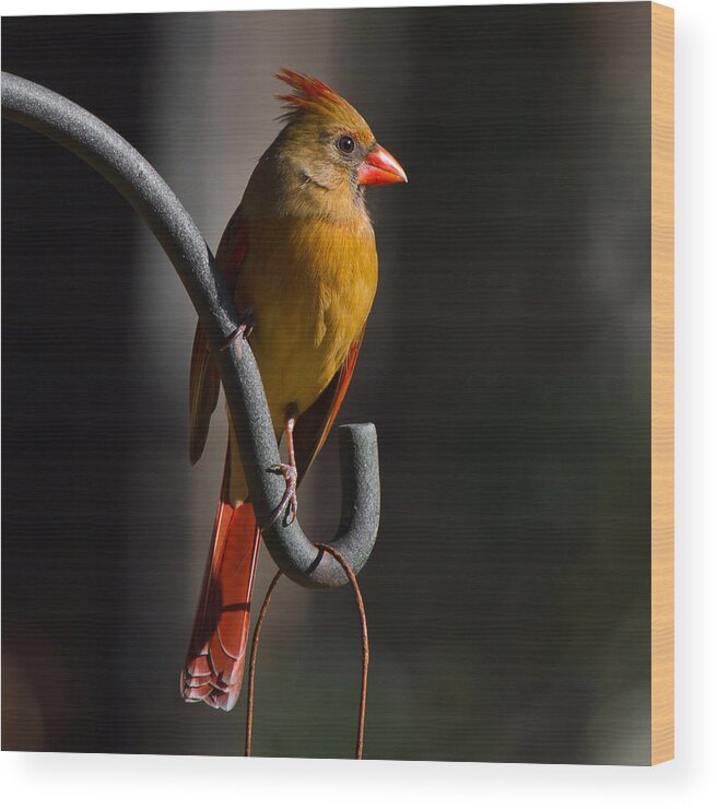 Female Cardinal Wood Print featuring the photograph Looking For My Man Bird by Robert L Jackson