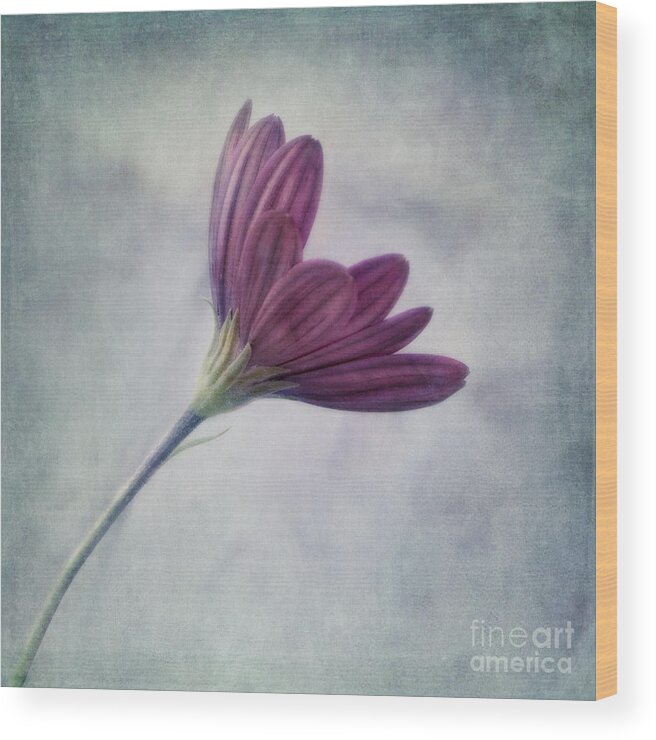 Daisy Wood Print featuring the photograph Looking For You by Priska Wettstein