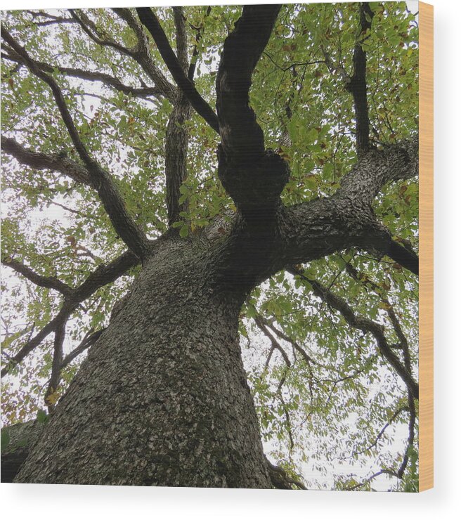 Tree Wood Print featuring the photograph Looking Up a Tree by Eric Switzer