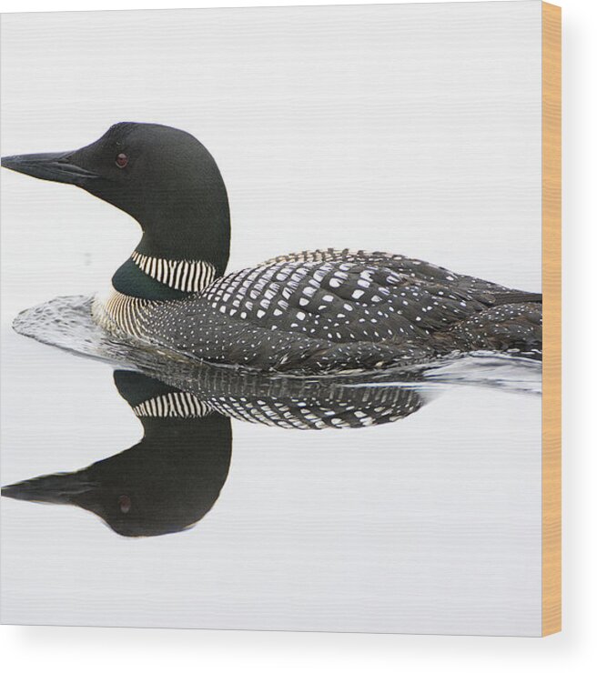 Loon Wood Print featuring the photograph Loon #2 by Wade Aiken