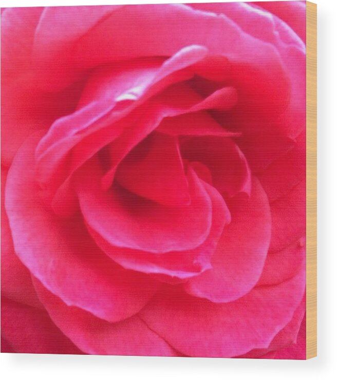 Love Wood Print featuring the photograph Love In Full Bloom - Anniversary Rose by Anna Porter