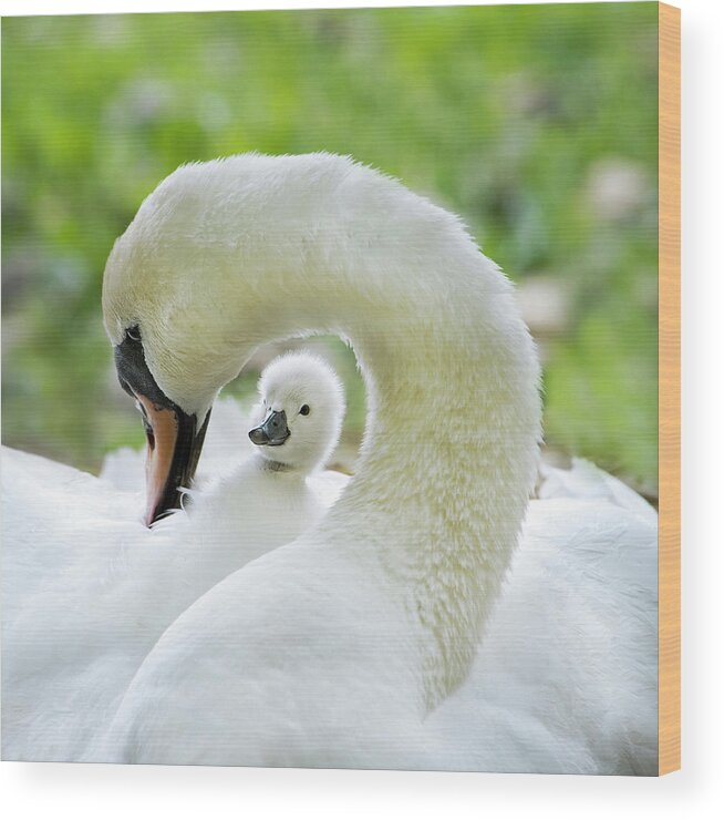 Swan Wood Print featuring the photograph Love Surrounds by Jacky Parker