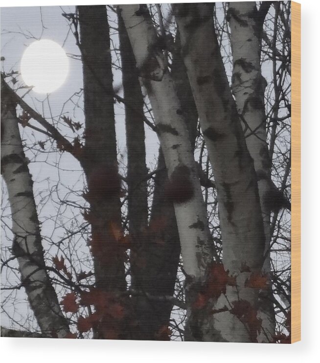 Trees Wood Print featuring the photograph Luna by Catherine Arcolio