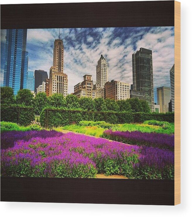 Chicago Wood Print featuring the photograph #luriegardens Looking Good Before Work by Jennifer Gaida