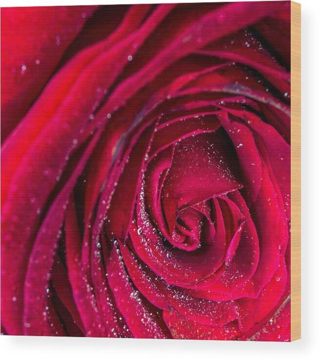 Beautiful Wood Print featuring the photograph Macro Rose by Traveler's Pics