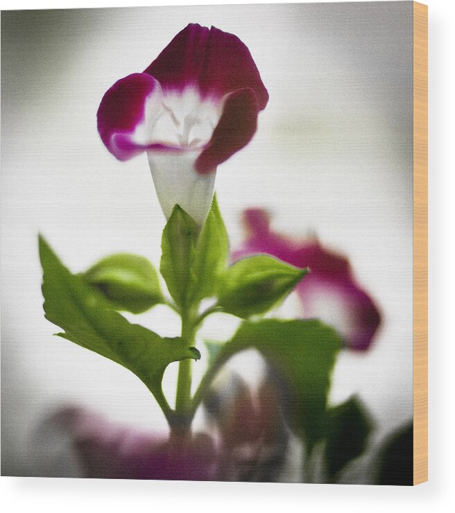 Flower Wood Print featuring the photograph Magenta Flower by Bradley R Youngberg
