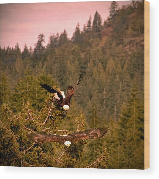 Eagles Wood Print featuring the photograph Majestic Eagles in Flight at Sunset by Peggy Collins