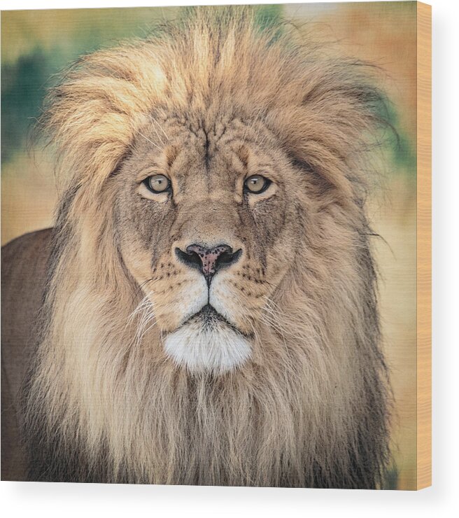 Lion Wood Print featuring the photograph Majestic King by Everet Regal