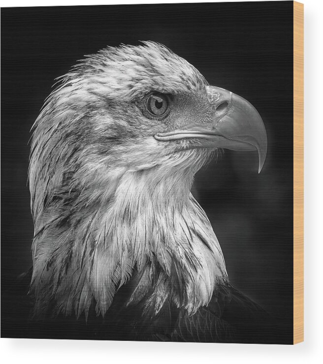 Eagle Wood Print featuring the photograph Majestic by Peter Pfeiffer