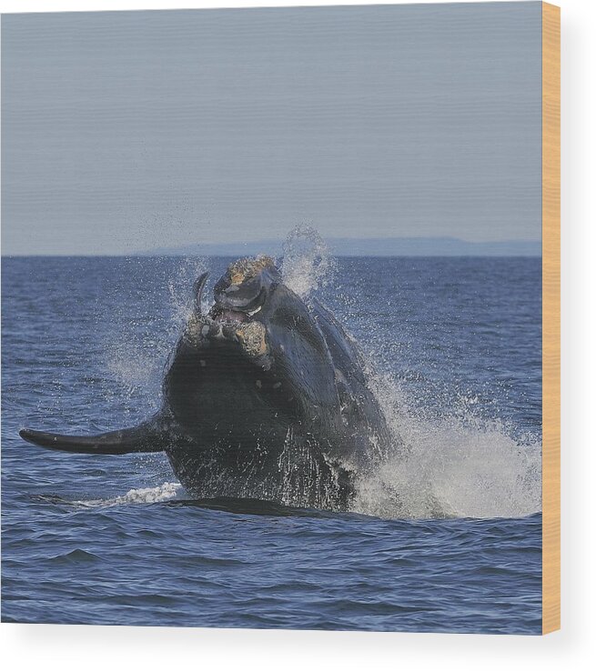 Right Whale Breach Wood Print featuring the photograph Making A Splash by Tony Beck