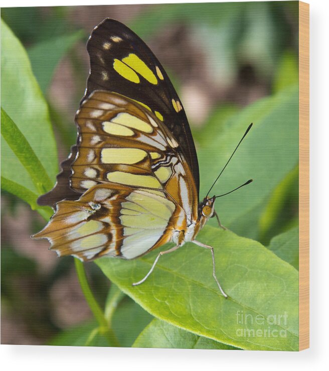 Butterflies Wood Print featuring the photograph Malachite Butterfly by Chris Scroggins