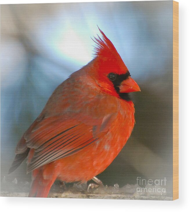 Male Cardinal Wood Print featuring the photograph Male Cardinal by Kerri Farley