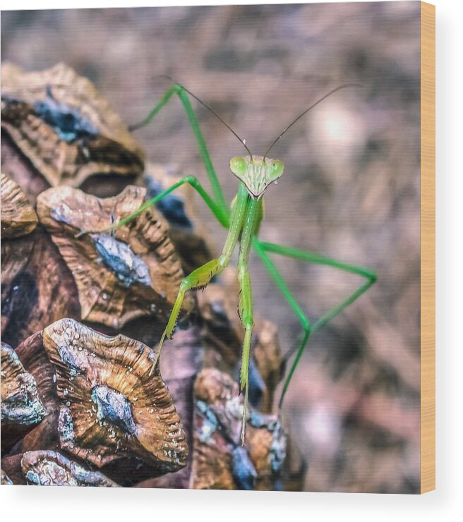 Animal Wood Print featuring the photograph Mantis On A Pine Cone by Traveler's Pics