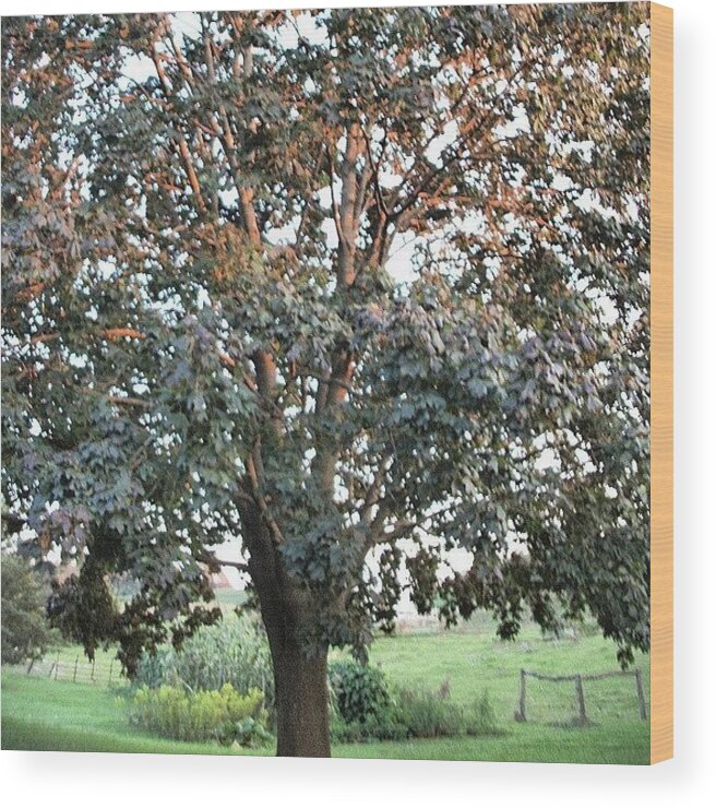 Tree Wood Print featuring the photograph Maple by Rebekah Martin