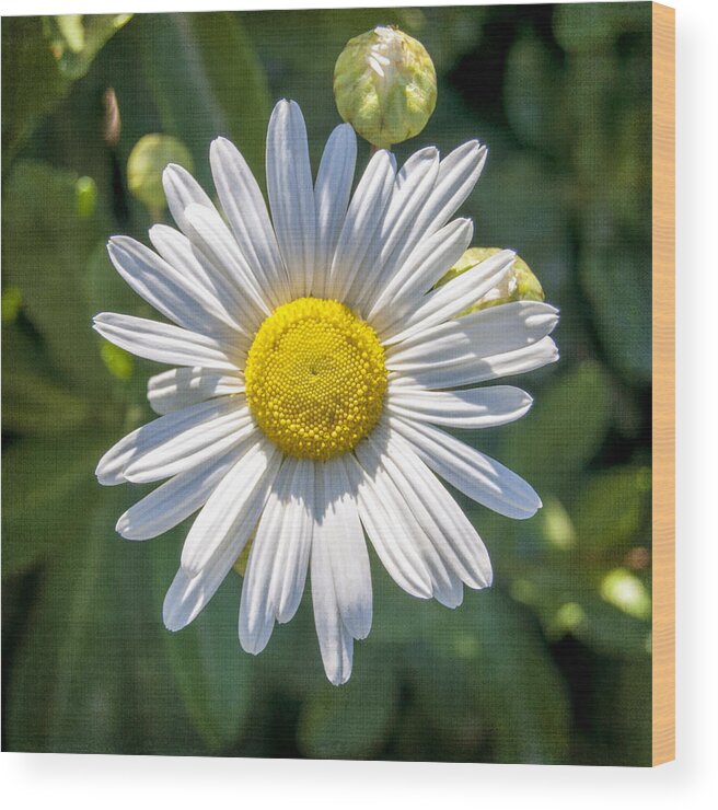 Daisy Wood Print featuring the photograph Me And My Bud by Cathy Kovarik