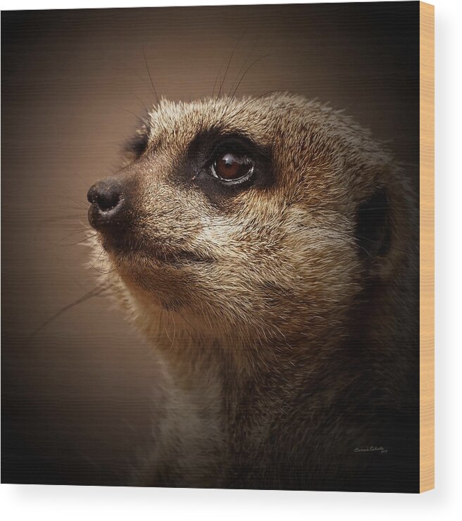 Meerkat Wood Print featuring the photograph Meerkat 6 by Ernest Echols