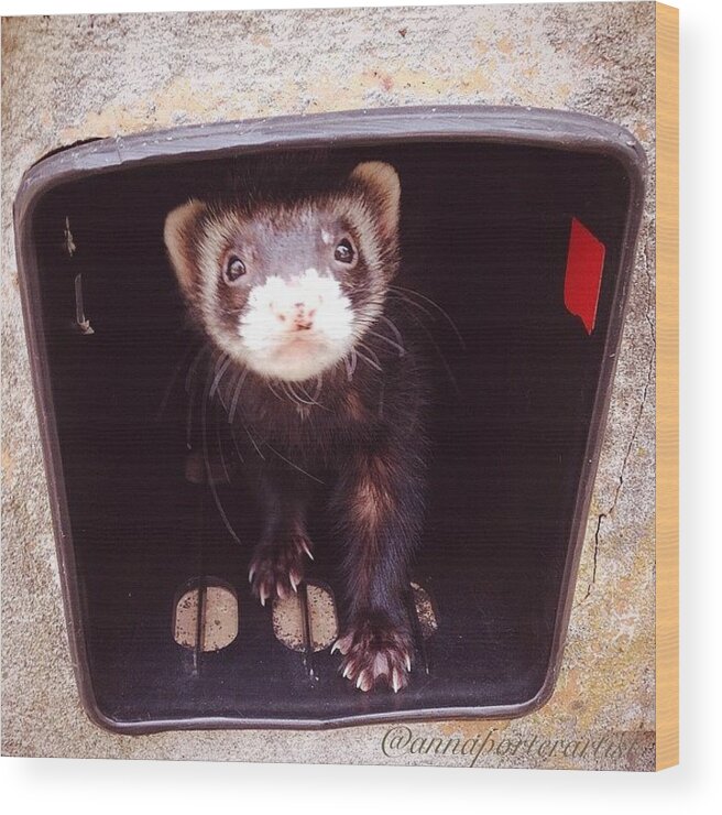 Petstagram Wood Print featuring the photograph Melts My Heart This Ferret ... Nicky by Anna Porter