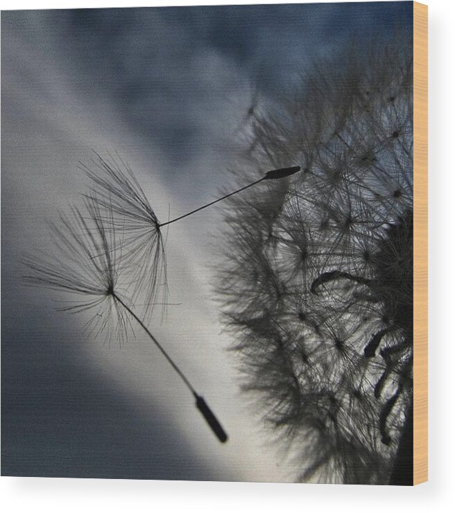 Art Wood Print featuring the photograph #mgmarts #dandelion #makeawish #wish by Marianna Mills