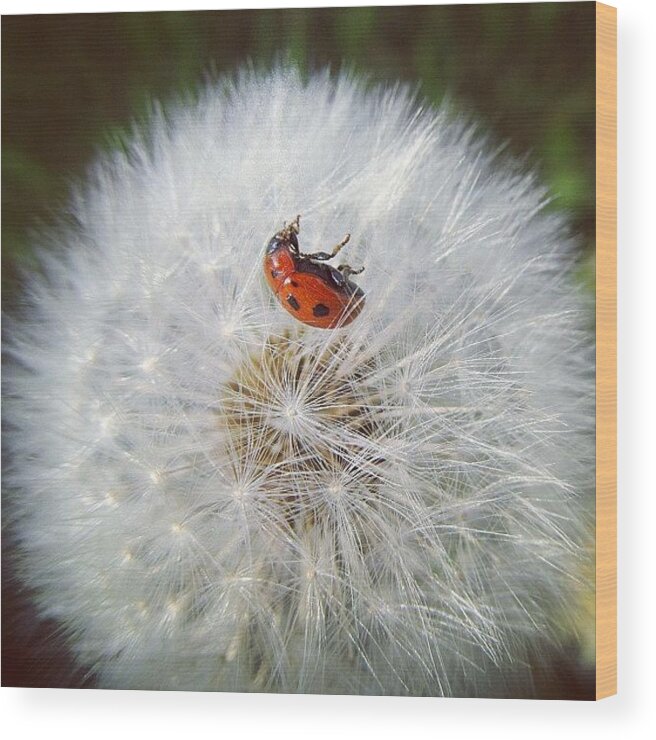 Cute Wood Print featuring the photograph #mgmarts #dandelion by Marianna Mills