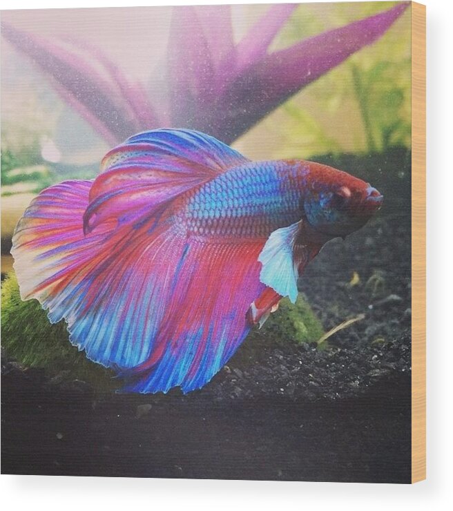 Betta Wood Print featuring the photograph Missing The Others by Jennifer Gaida