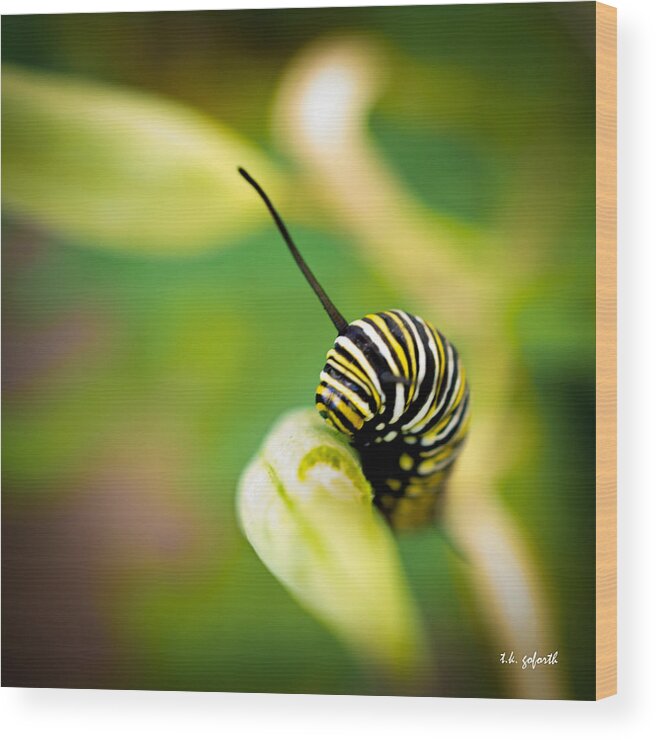 Striped Caterpillar Wood Print featuring the photograph Monarch Offspring Squared by TK Goforth