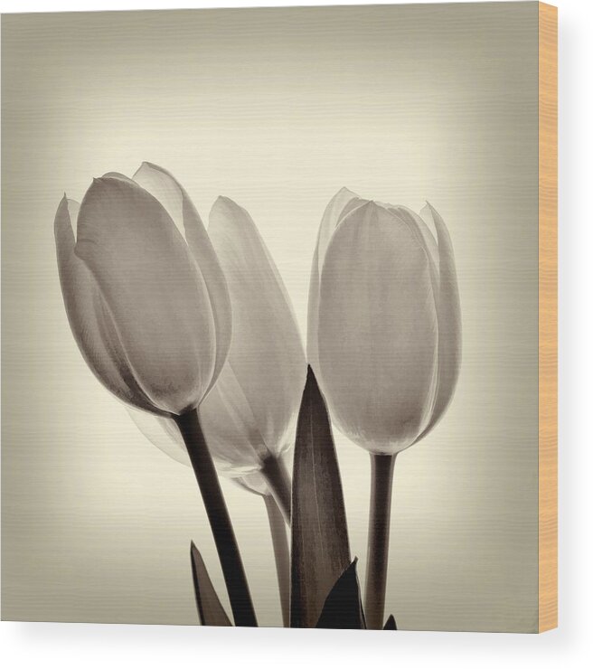 Flower Wood Print featuring the photograph Monochrome Tulips with Vignette by Phyllis Meinke
