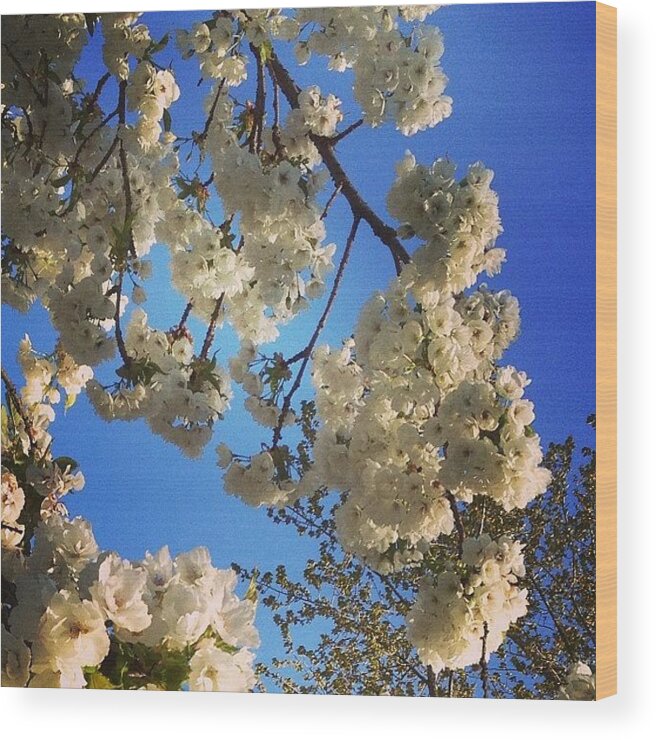 Flowers Wood Print featuring the photograph More #cherryblossom #flowers #sky by Keegan Cogdill