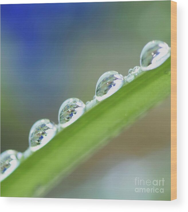 Drop Wood Print featuring the photograph Morning dew drops by Heiko Koehrer-Wagner