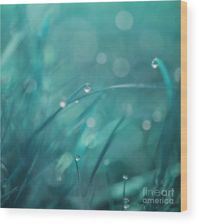 Blue Wood Print featuring the photograph Morning Droplets by Priska Wettstein