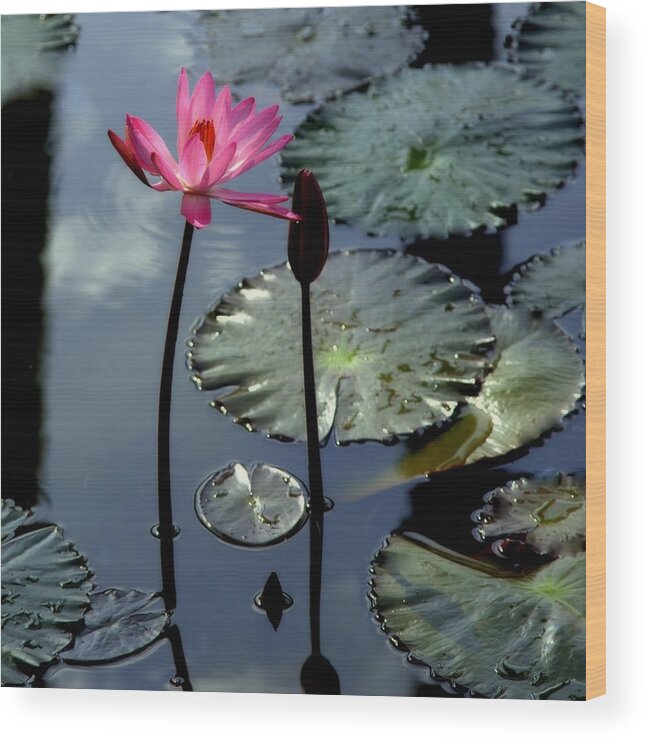 Water Lilly Wood Print featuring the photograph Morning Light by Karen Wiles