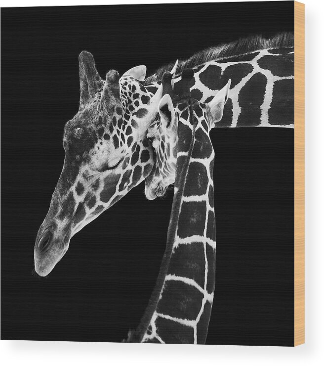 3scape Photos Wood Print featuring the photograph Mother and Baby Giraffe by Adam Romanowicz